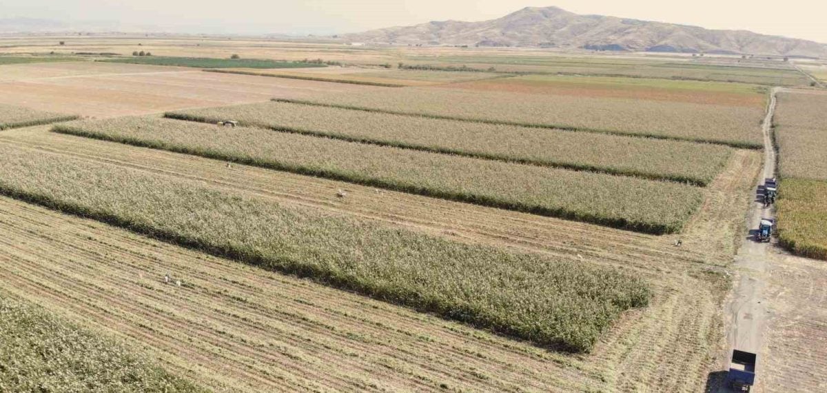 Gavur Gölü’ndeki arazide ak darı hasadı başladı, dönüm verimi 350–500 kg