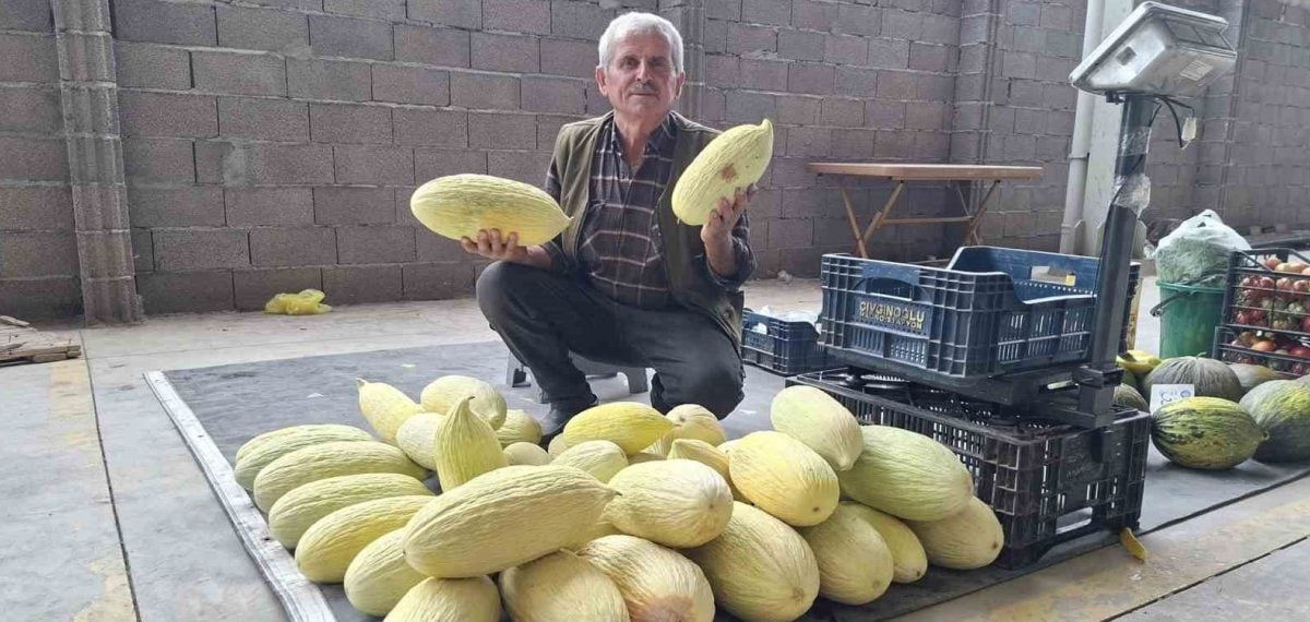 Göncek köyünde doğal yöntemle yetişen kavun kilogramı 40 liradan satılıyor