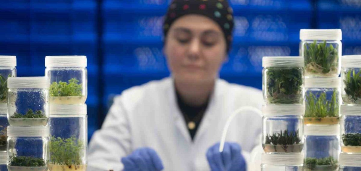 Hendek’te doku kültürüyle yıllık 13 milyon orkide fidesi üretimi başladı