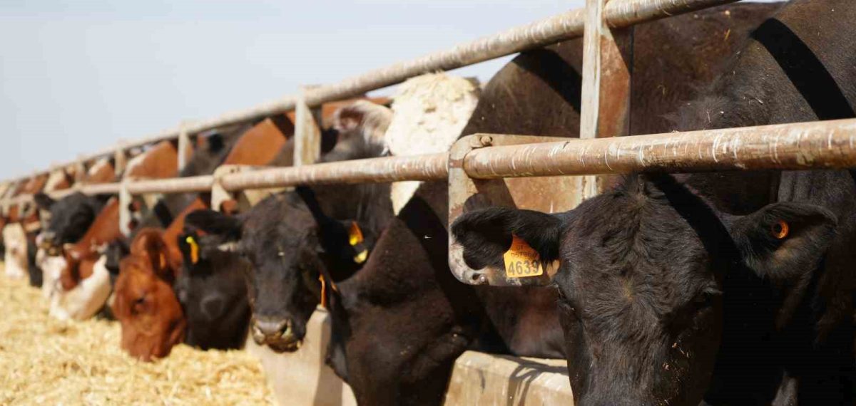 Iğdır’da 840 üreticiye 12 bin 680 Angus gebe damızlık dağıtıldı
