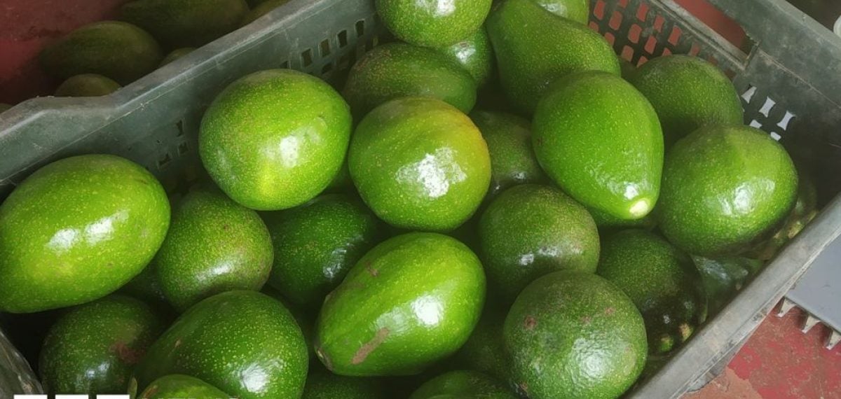 Indian farmers scale up avocado cultivation as domestic demand outstrips supply