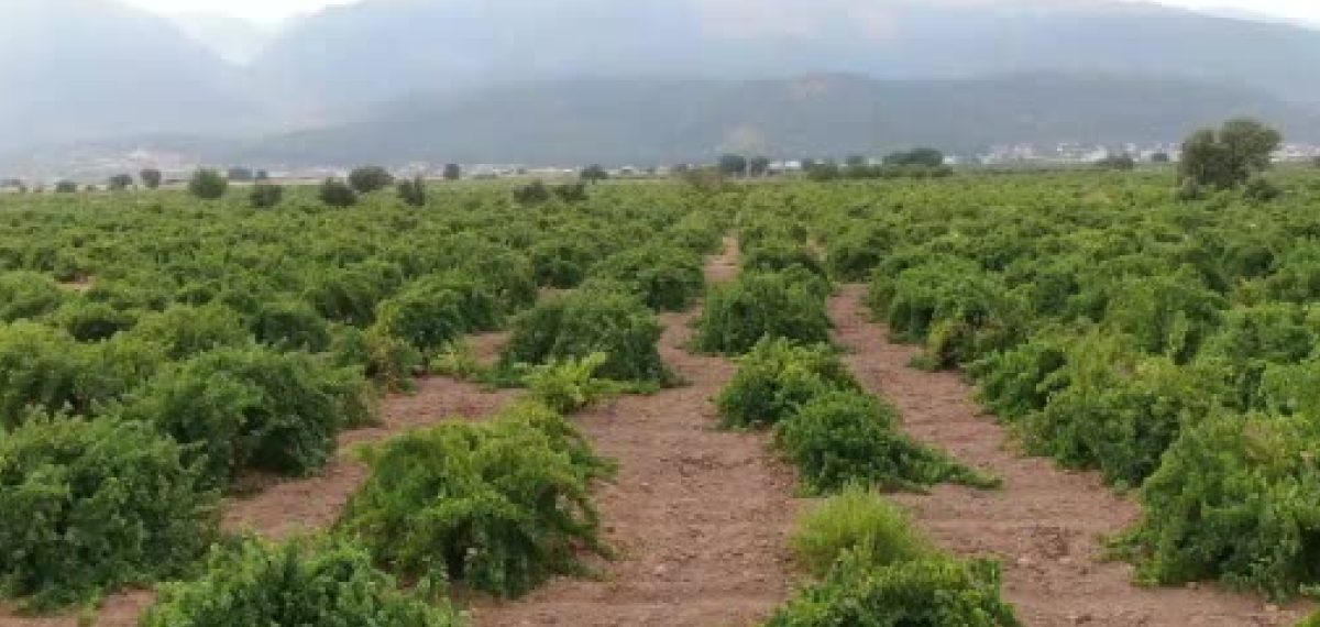 İslahiye’de hatun parmağı ve Antep karası üzüm hasadı başladı, fiyatlar açıklandı