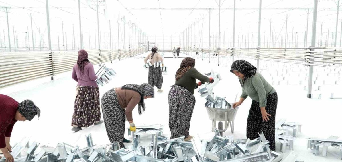 Jeotermal destekli topraksız serada kadınlara istihdam sağlanıyor