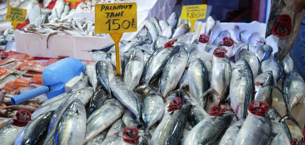 Karadeniz’de palamut bereketi: İlk günde tanesi 150 TL’den satıldı