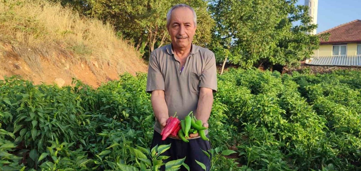 Kayaca biberinde son hasat: 6 bin kökten yaklaşık 7 ton ürün bekleniyor