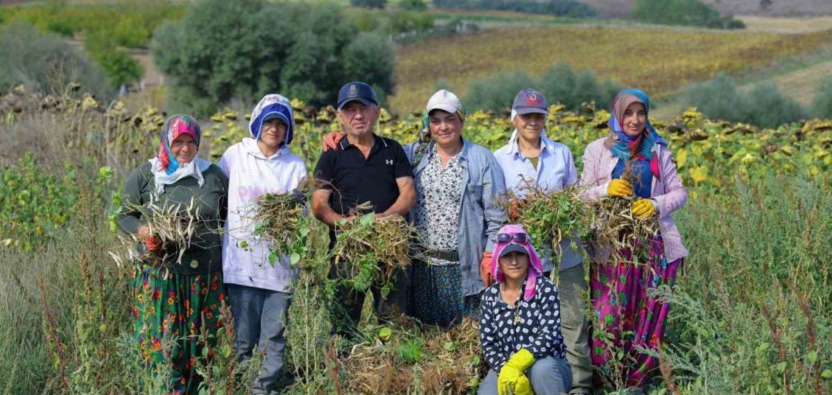Ladik fasulyesinde hasat başladı Büyükşehir üreticiye satın alma garantisi verdi