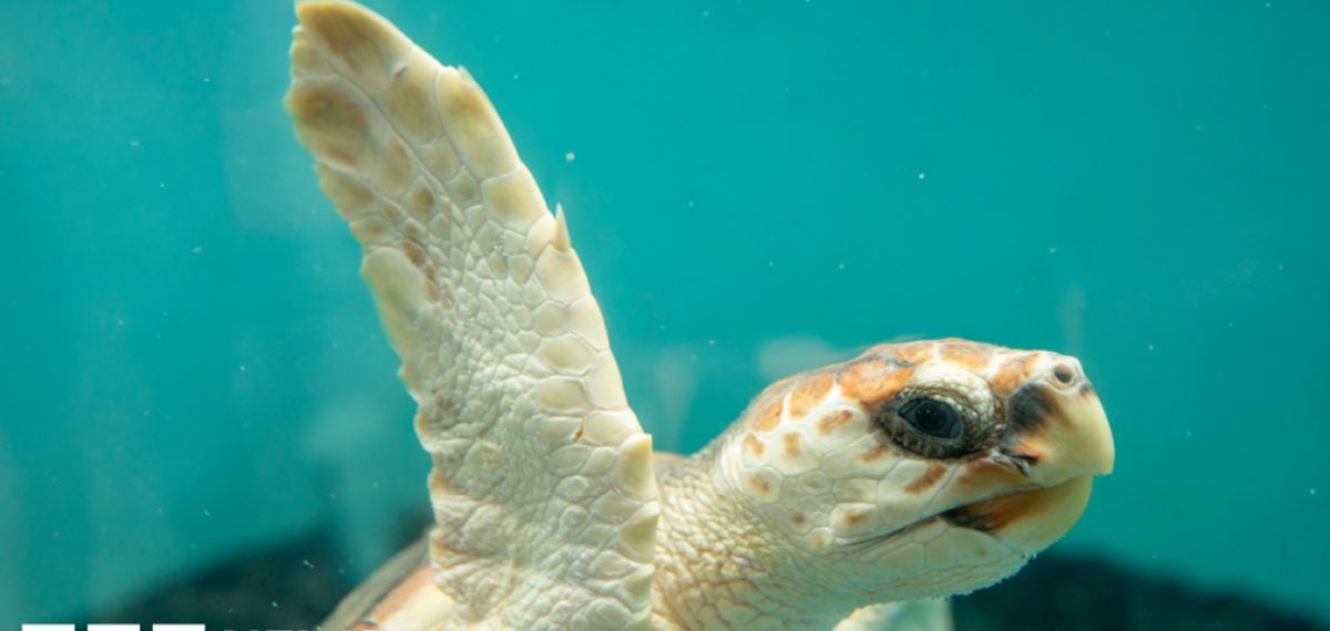 Loggerhead Turtle ‘Crush’ Released from UK Rehab, Fitted with Satellite Tag