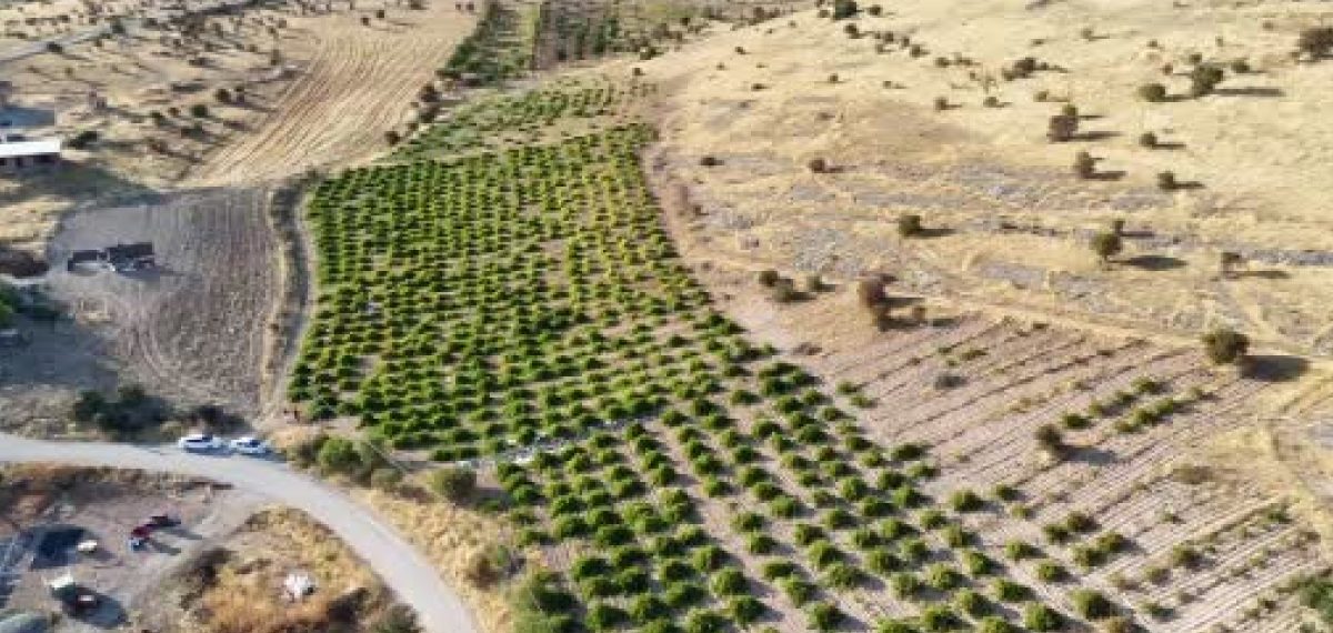 Malatya Akçadağ’da ilaçsız kurutmalık üzüm hasadı başladı, kilosu 600 liraya çıktı