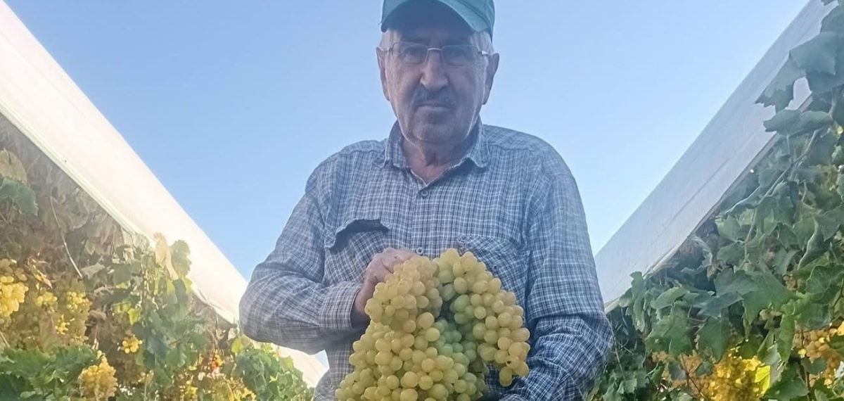 Manisa’da bağda 5,5 kilogramlık dev üzüm salkımı görenleri şaşırttı