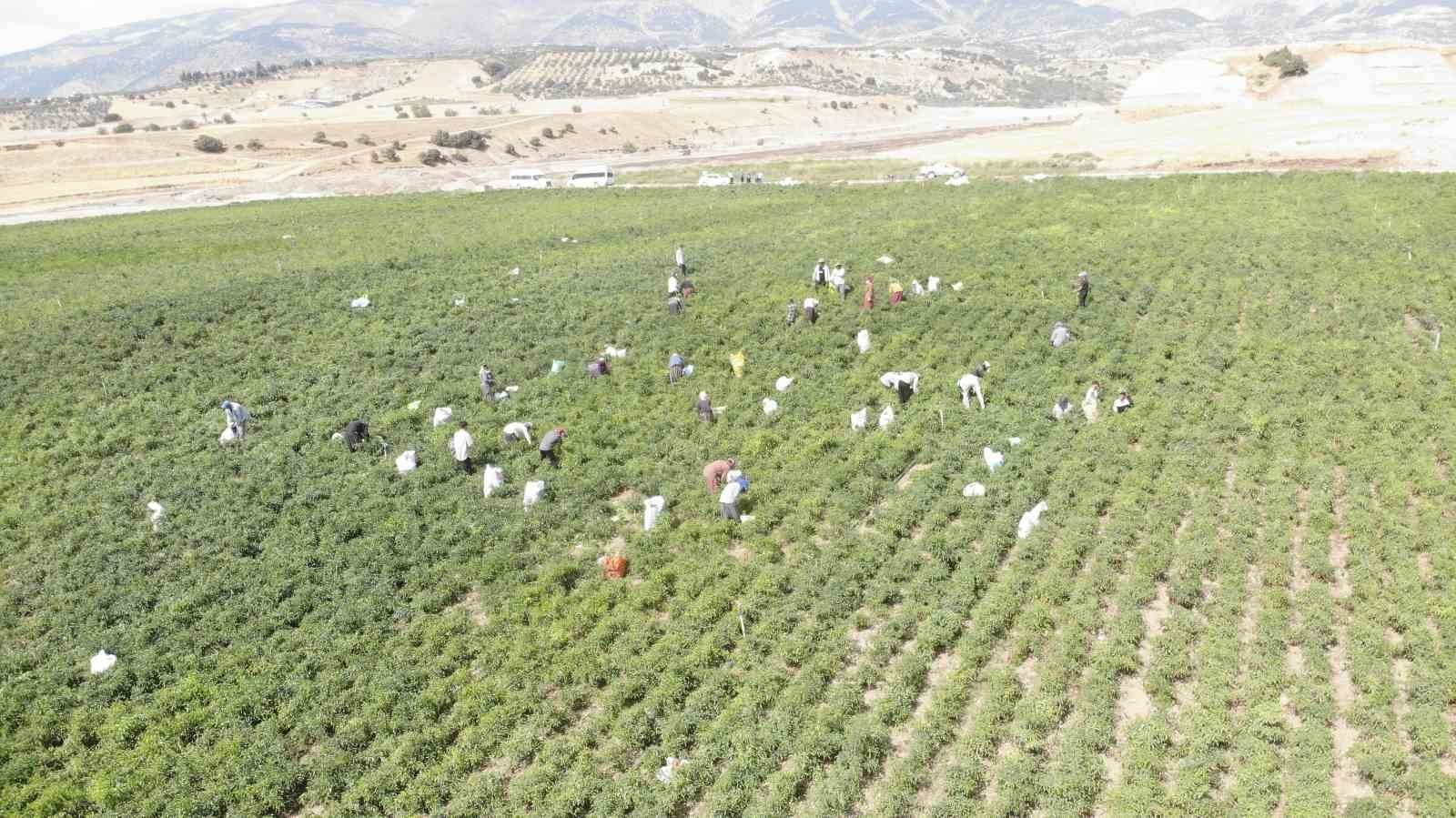 Maraş biberinde hasat başladı kilogram fiyatı 150-200 lira arasında