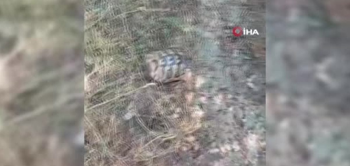 Mudurnu’da ev bahçesinden ormana sıçrayan yangın söndürüldü, kaplumbağa kurtarıldı