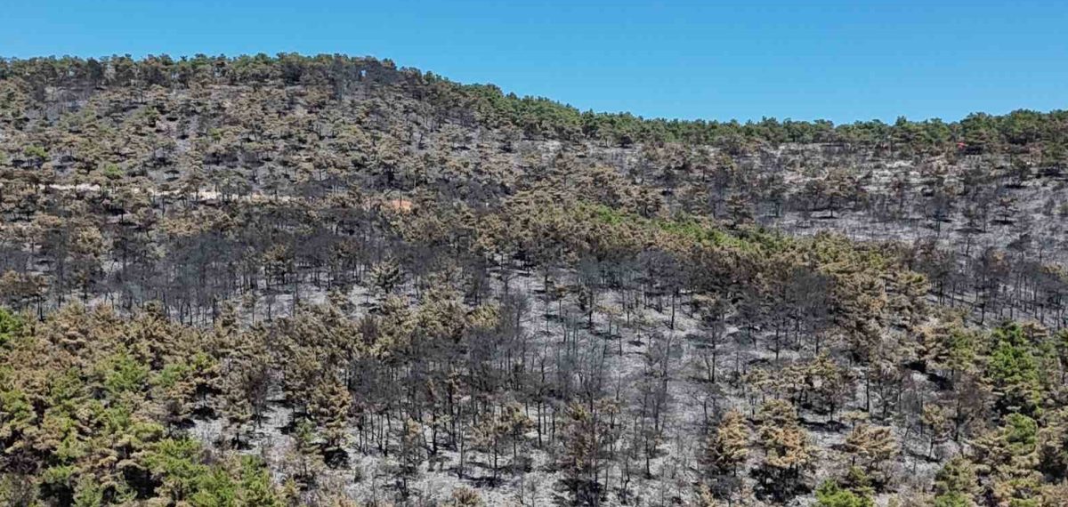 Muğla’da orman ve ziraat yangını 150 hektarı etkiledi