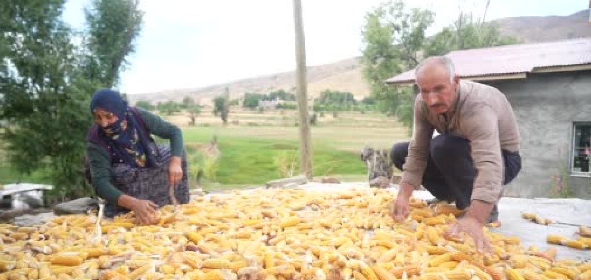 Muş Alaniçi’nde mısır hasadı geleneksel yöntemlerle sürüyor