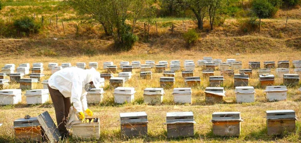 Muş Ovası’nda 290 bin kovandan yaklaşık 700 ton bal üretildi