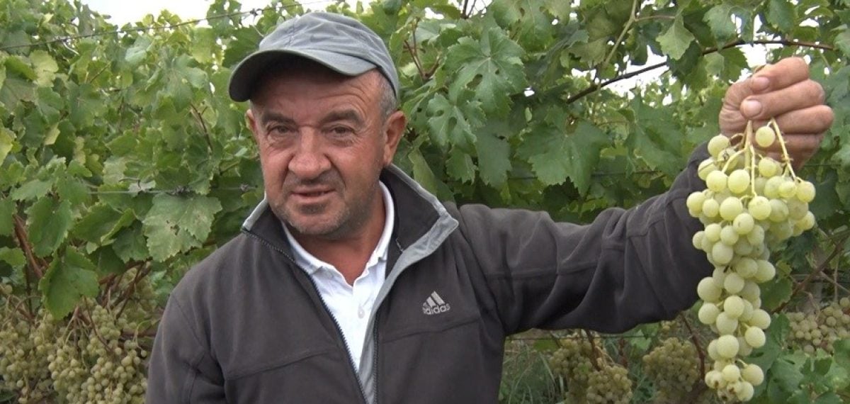 Müşküle üzümü hasadı başladı – İznik’te 10 bin dekarda 30 bin ton üretim