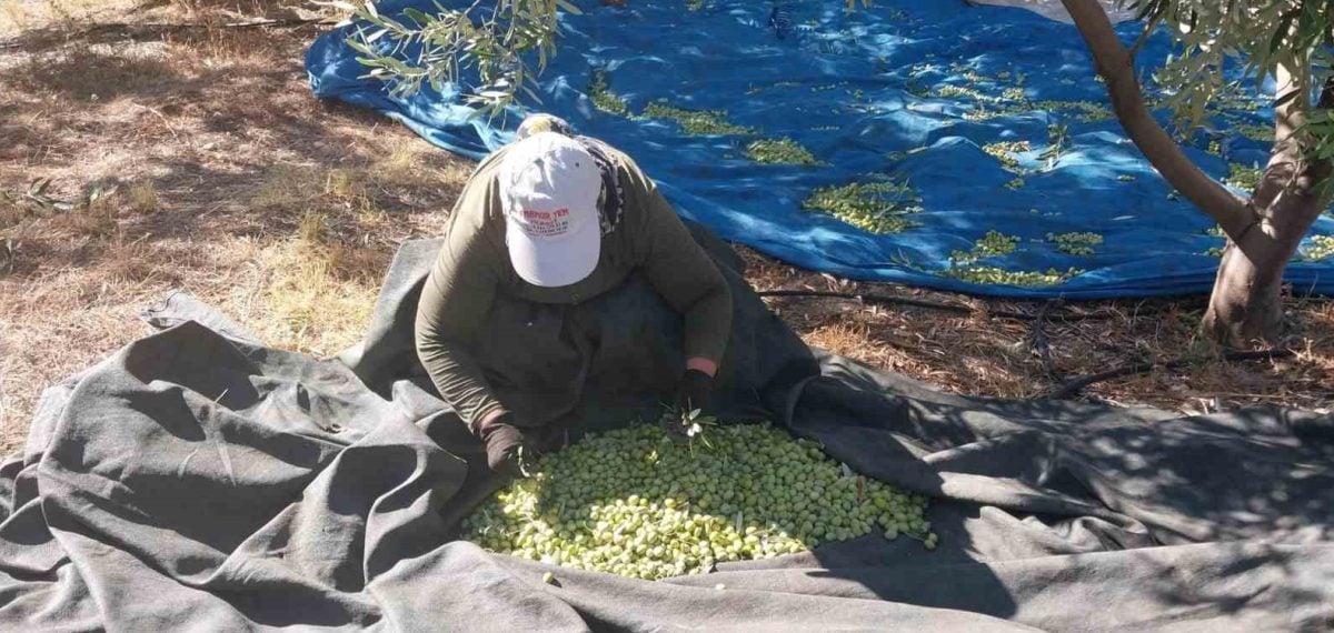 Mut’ta zeytin hasadı başladı; fiyatlar 10 ile 60 lira arasında