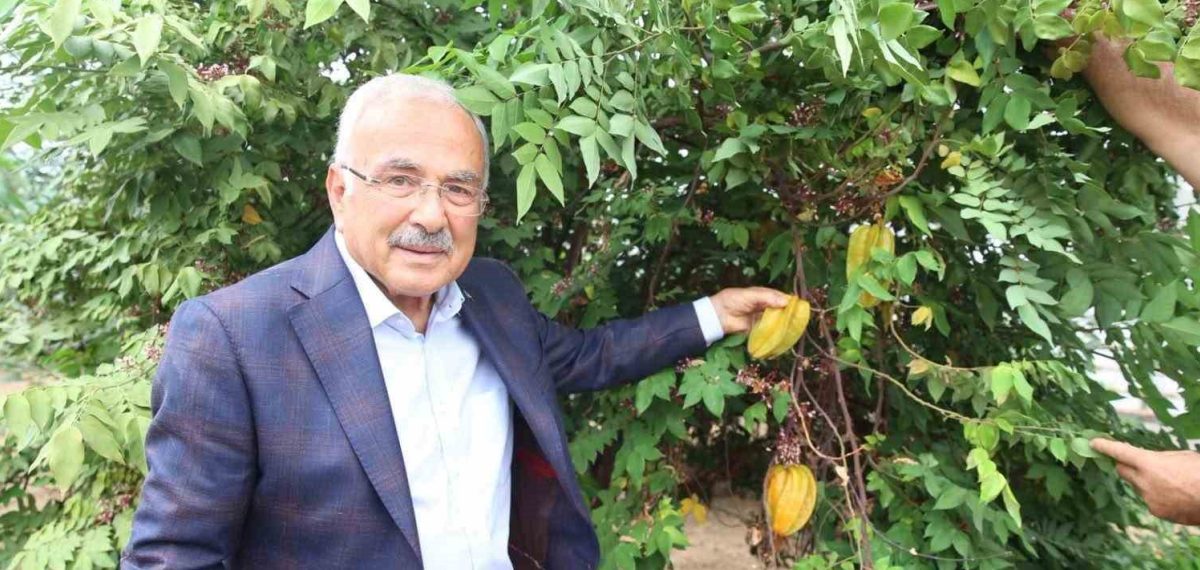 Ordu serasında 20 tropikal meyveyle Karadeniz şartlarında deneme üretimi başladı