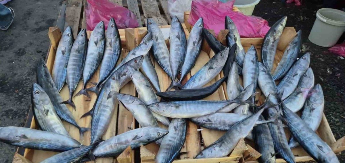Palamut fiyatı Süleymanpaşa’da 75 liraya kadar düştü, vatandaş pazara akın etti