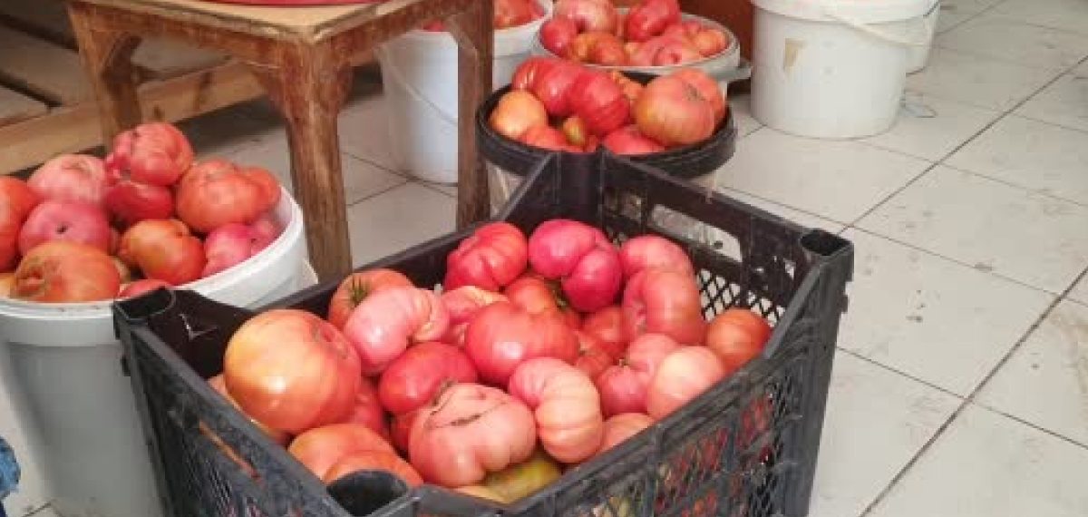 Palu’da ata tohumuyla yetişen domatesler 1,2 kiloya ulaşarak organik ilgi çekti