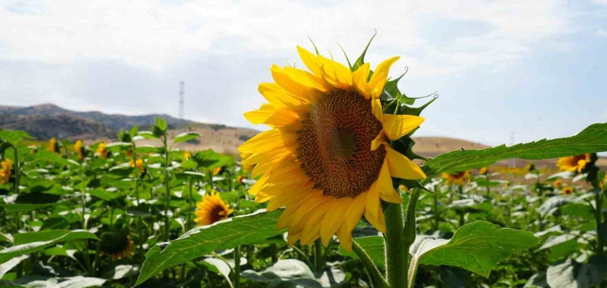 Polatlı’da buğday sonrası ikinci ürün ayçiçeği tarlaları hasada hazırlanıyor