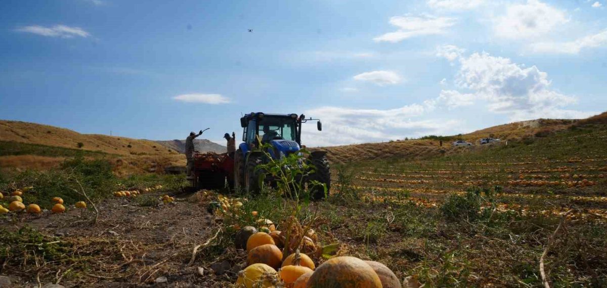 Polatlı’da kabak çekirdeği hasadı başladı — üretici 13 ton rekolte bekliyor