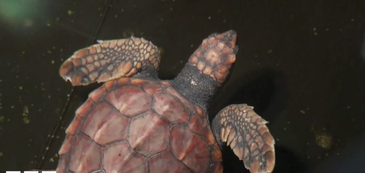 Rescued loggerhead ‘Crush’ flown from Jersey to Azores for release