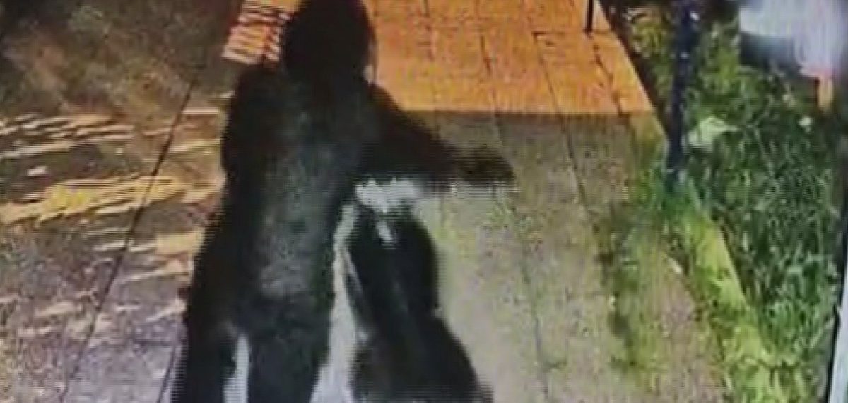 Reyhanlı’da bahçeden iki maskeli kişi motosiklet çaldı, sahibi ikinci aracını da kaybetti
