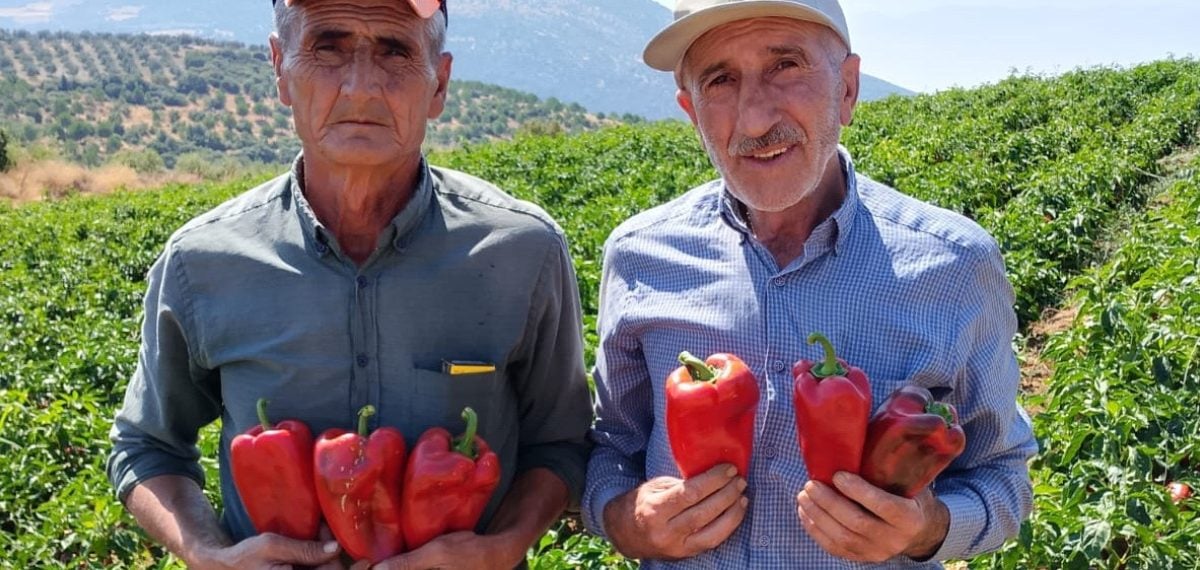 Salihli’de kapya biber hasadı başladı, üreticilere ek gelir sağlıyor