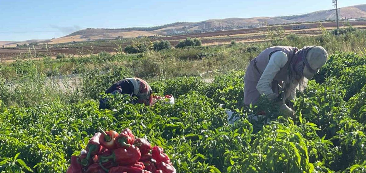 Şanlıurfa’da isot hasadı başladı, kadınların emeğiyle pul bibere dönüşüyor
