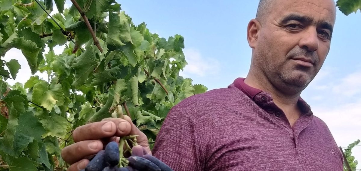 Sarıgöl’de açık alanda yetiştirilen Sweet Sapphire üzümünden ilk hasat yapıldı