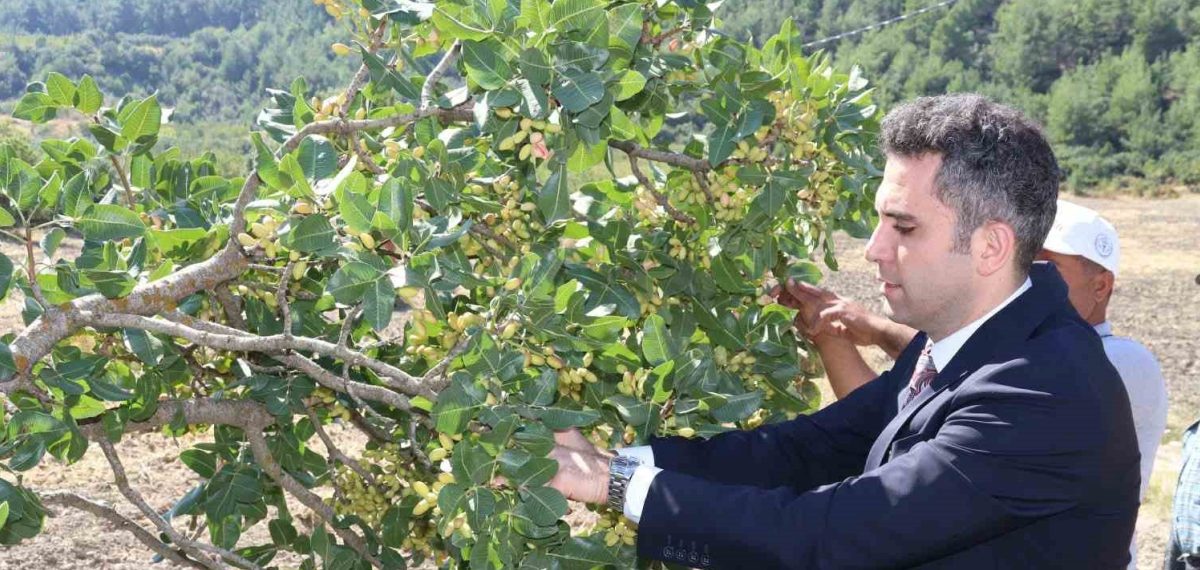 Selendi’de fıstık hasadı başladı, coğrafi işaret başvurusu yapıldı