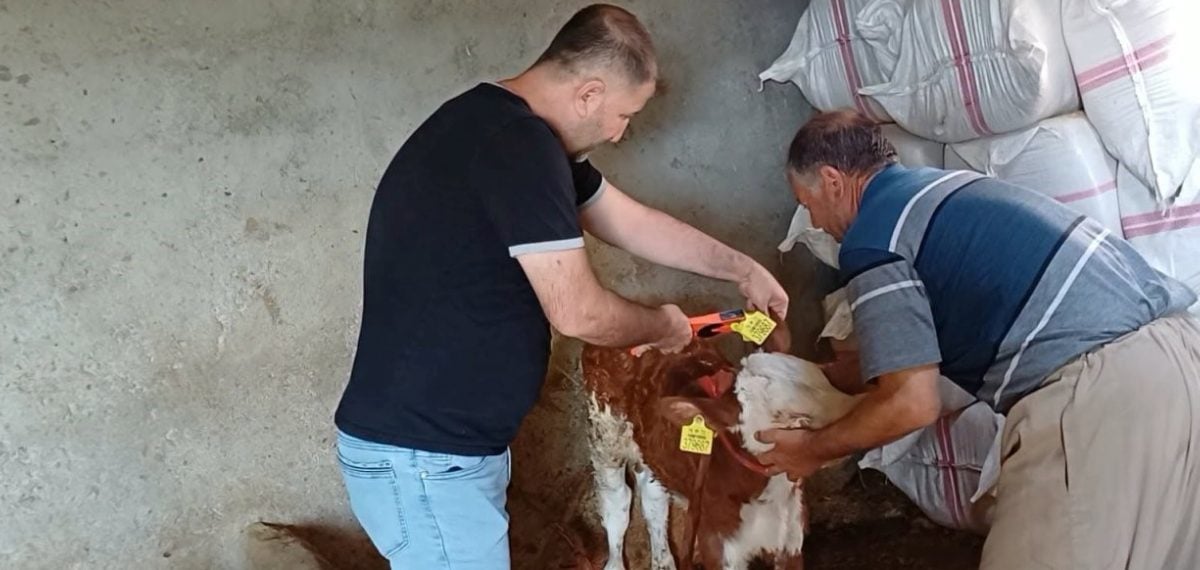 Şırnak’ta veteriner ekiplerin aşılama ve küpeleme çalışmaları sürüyor