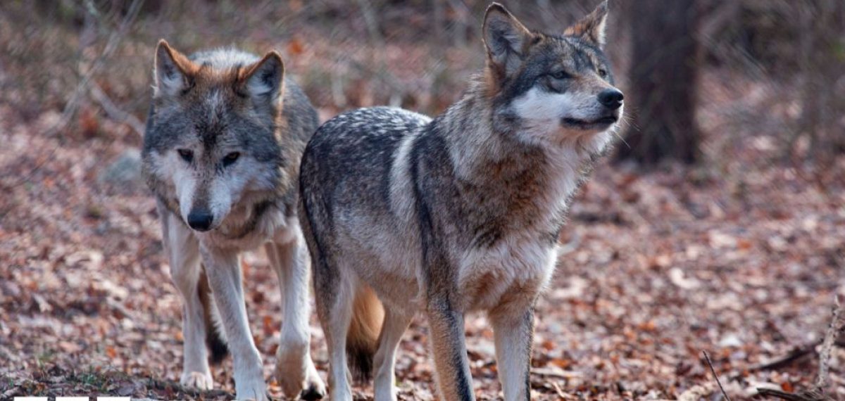 Trump orders review to remove endangered status for grey and Mexican wolves