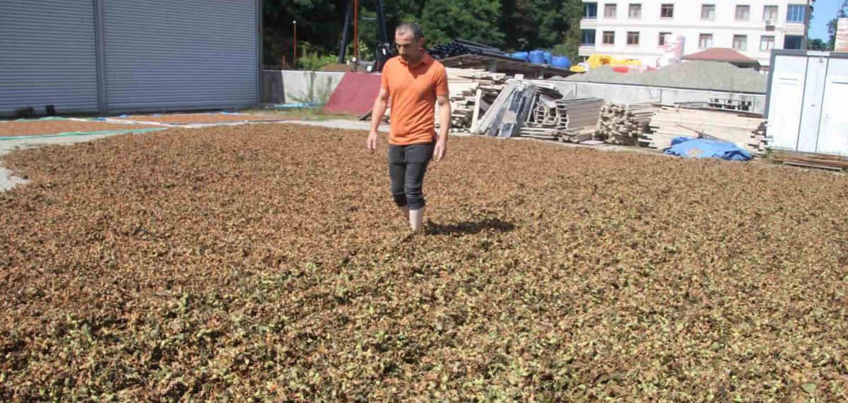 Yüksek kesimlerde toplanan fındıklar sahile getirilip güneşte kurutuluyor