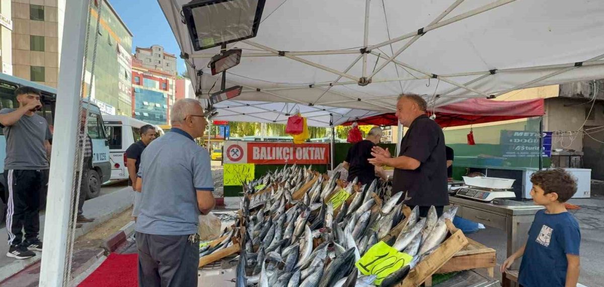 Zonguldak’ta palamut sezonu başladı, tanesi 75–100 liradan tezgâhta