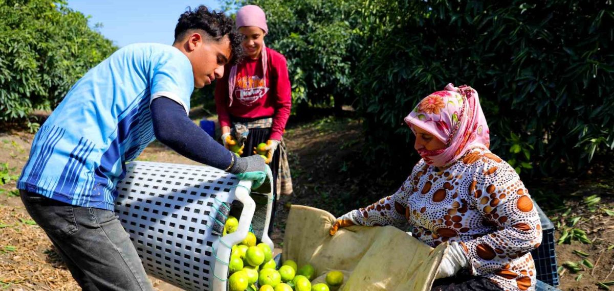 Adana’da erkenci mandalina hasadı başladı fiyatlar dalında 8-10 lira
