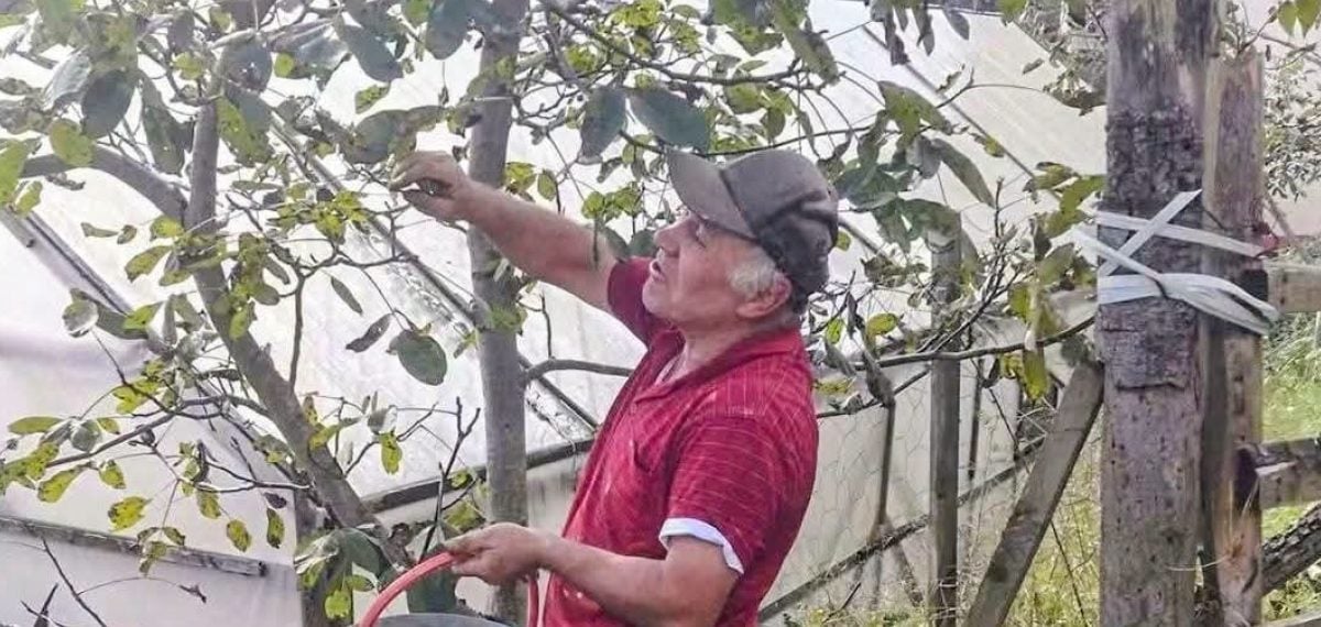 Ağasar’da ceviz bahçesiyle fındığa alternatif üretim yapan emekli ziraat mühendisi