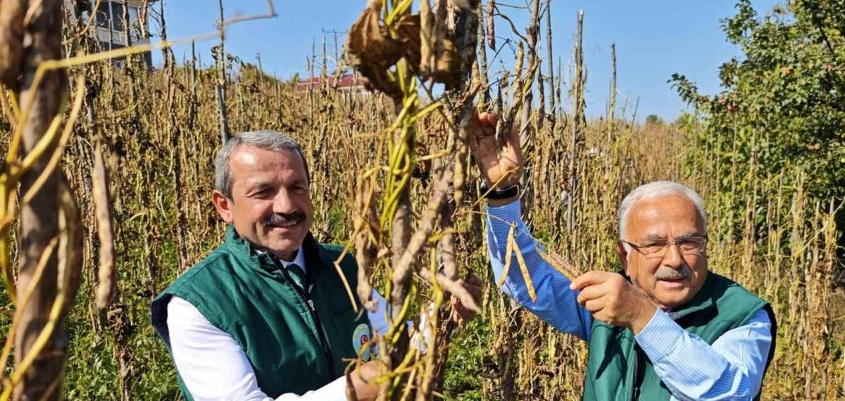 Akkuş şeker fasulyesi üretimi 2012’den 2026’ya büyük artış gösterdi