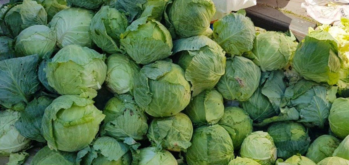 Alucra kelemi hasadına başlandı üreticiler coğrafi işaret umuduyla