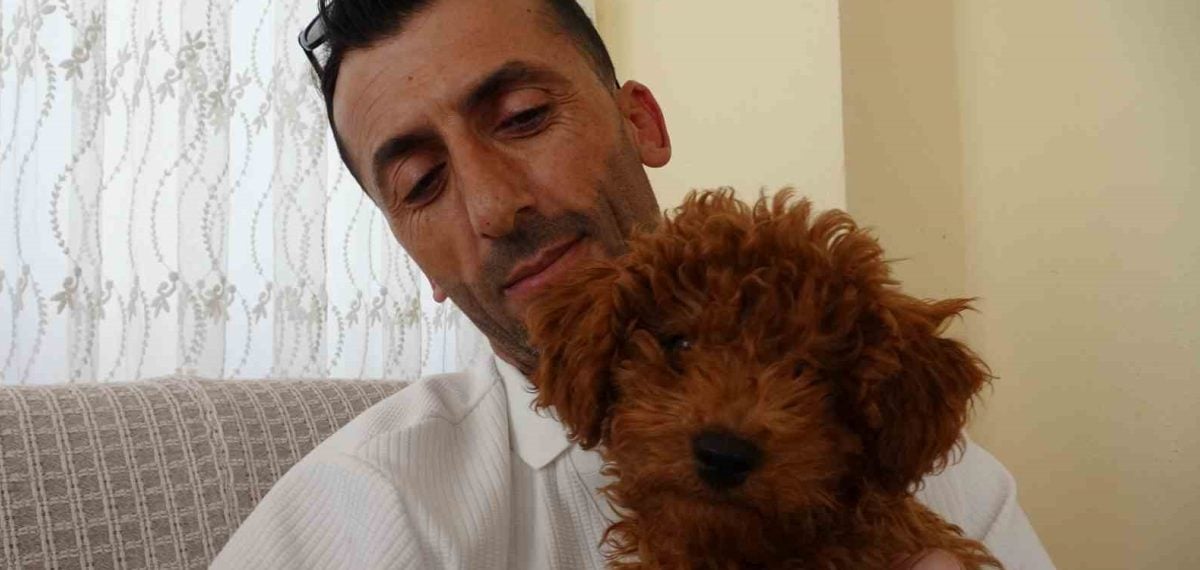 Antalya otobüsünde unutulan Toy Poodle sürücünün sahiplendiği köpek çıktı