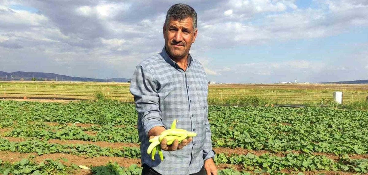 Araban Ovası’nda turşuluk acur hasadı başladı, kilogramı 30 TL’ye satılıyor