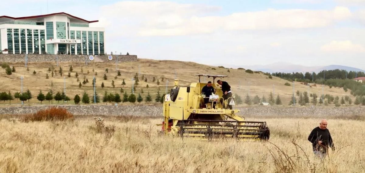 Ardahan Üniversitesi kampüsünde kavılca ata tohumunun hasadı tamamlandı
