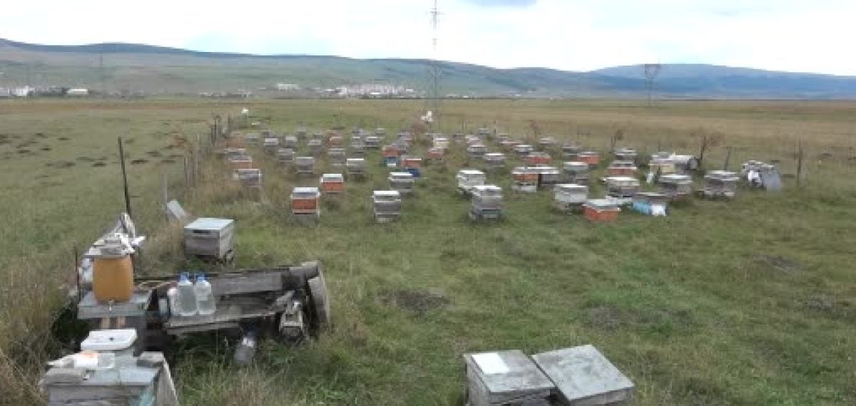 Arıcılar sonbahar bakımına başladı kovan başına ortalama 5 kilo bal alındı