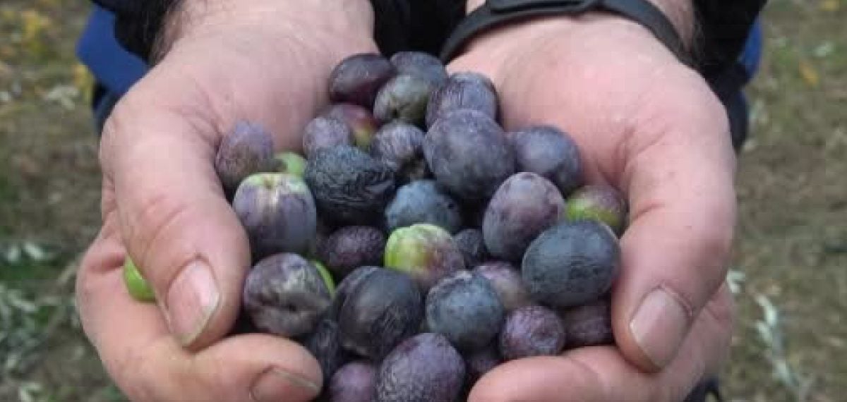 Artvin’de Butko zeytininde 2026 hasat fiyatları ve rekolte artışı