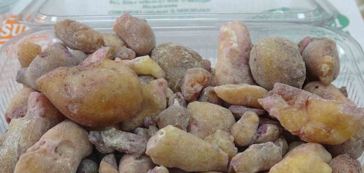 Artvin’de köknar sakızının kilogramı 10 bin liraya ulaştı