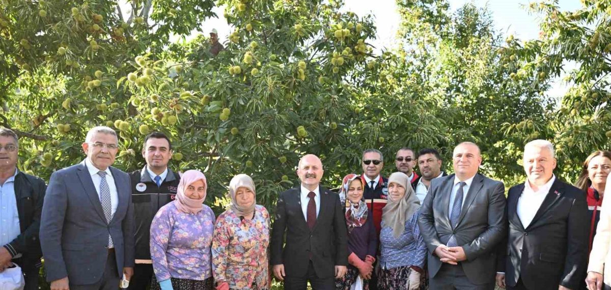 Aydın kestanesi hasadında üretim ve koruma çalışmaları öne çıktı