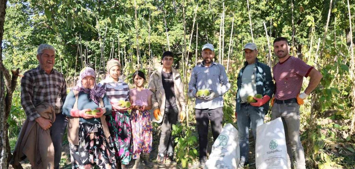 Aydın’da kestane hasadı gecikme ve dolu endişesiyle başladı