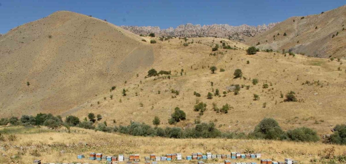 Beytüşşebap’ta arıcılık geleneği devam ediyor verimli bal sezonu bekleniyor
