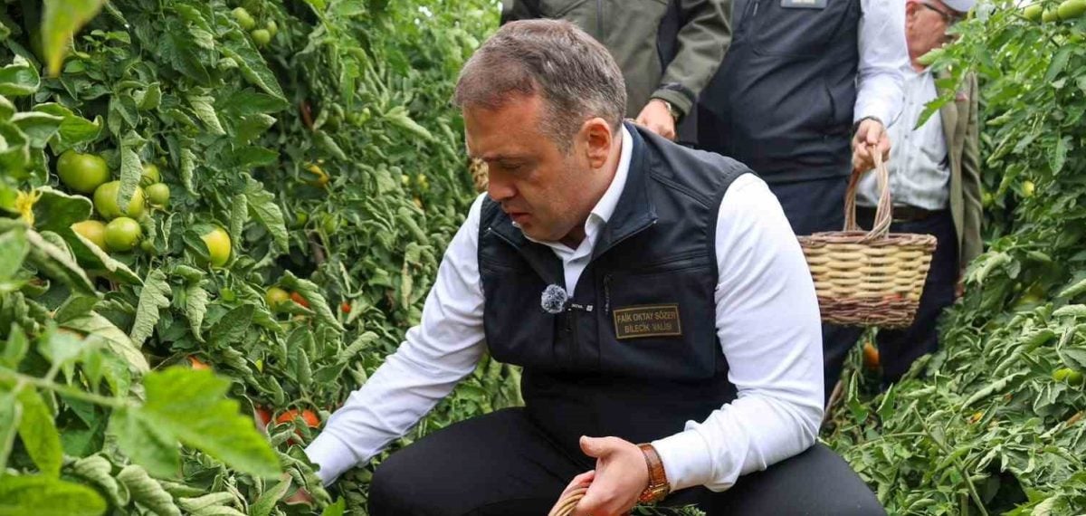 Bilecik’te Osmaneli ve il genelinde domates üretiminde hasat sezonu başladı