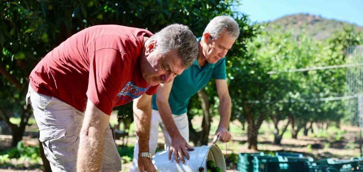 Bodrum Belediyesi 62,5 ton yeşil mandalin satın alıp endüstriye sevk etti